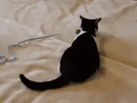 Домашний котенок 4мес. Умный, чуткий, заботливый, веселый, разговаривает, фотография 9