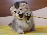 Котята шотландские ЗОЛОТАЯ ШИНШИЛЛА, фотография 5