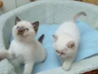 Прекрасные котята рэгдолл - АделаидаУ нас есть одна девочка