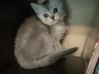 Котята ШОТЛАНДЦЫ, фотография 4