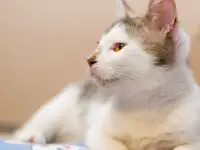Кошка ГЛОРИЯ ищет дом, фотография 6