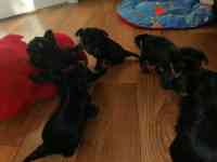 Щенки Йорк, фотография 3