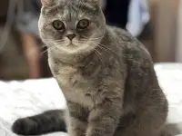 Шотландские котята, фотография 8
