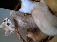 Шотландские котята, фотография 3
