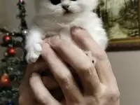 Продажа шотландского котенка, фотография 4
