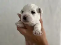 Продам щенка, фотография 3