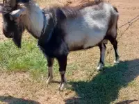 Продам козла и козу, фотография 2