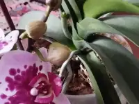 Цветы, фотография 4
