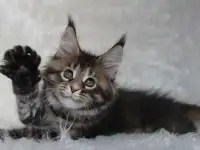 Шикарная кошечка Мейн-кун!, фотография 2