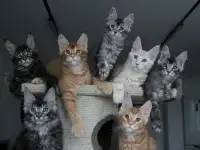 Котята породы мейн-кун., фотография 5