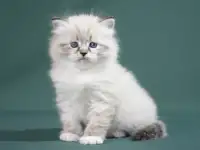Сибирский котенок, невский маскарадный котенок, фотография 11