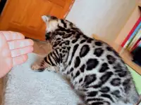 Бенгальские  котята, фотография 4