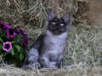 Мейн-кун полидакт ( девочка), фотография 7