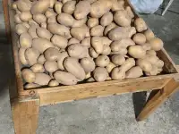 Картофель, фотография 3