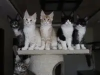 Мейн-кун котята!, фотография 7