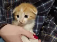 Отдам котят, фотография 8
