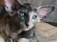 Ориентальные котята, фотография 3