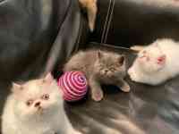 Очень красивые котята!!!, фотография 2