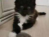 Котятa Мейн Куны из серцифицированного питомника, фотография 7