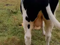 Бык, фотография 3