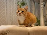 В дар ласковый прекрасный котёнок-мальчик Златик, фотография 7