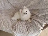 Срочно! Продам помераночку- девочку