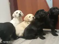 Щенки лабрадора