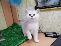 Британские котята, фотография 2
