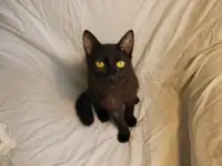 Черная кошечка котенок Фелиция в поисках семьи и дома!, фотография 11
