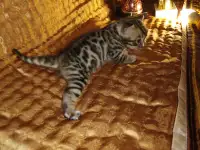 Роскошные бенгальские котята, фотография 2