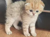 Шотландские котята, фотография 7