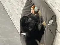 Щенки немецкой овчарки