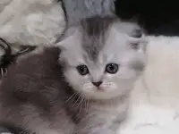 Котята шотландские вислоухие, фотография 8