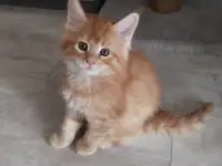 котята Мейн-кун, фотография 5