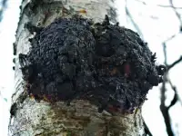 БЕРЕЗОВАЯ ЧАГА ГРИБ(лечебный чай) Доставка  Поставы и район.