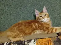 Котенок мейнкун (кот), фотография 3