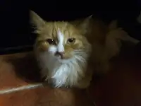 Котята финки, фотография 3
