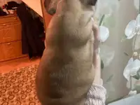 Французский бульдог, фотография 2