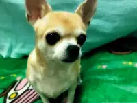Щенки чихуахуа, фотография 5