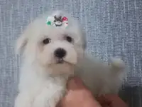 Мальтийской болонки щенки
