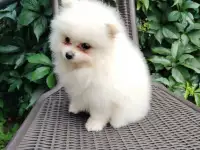 Померанский шпиц, породный щенок- девочка!, фотография 6