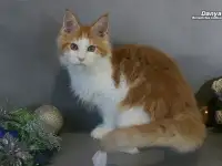 Мейн-кун  мальчик, фотография 6
