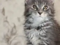 4 Котенок Мейн кун