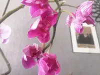 Орхидеи, фотография 4