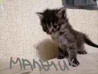 Котята, фотография 4