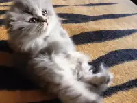Шотландская девочка, фотография 8