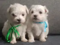 Мальтийской болонки щенки, фотография 9