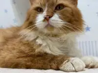 Спасенному с улицы рыжему котику Леонарду очень нужен дом и семья!, фотография 2