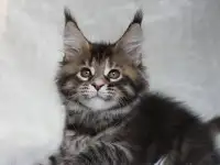 Шикарная кошечка Мейн-кун!, фотография 4