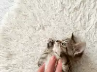 Котёнок, фотография 4